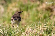 NZ Pipit: Don't look back