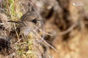 NZ Pipit: Take off