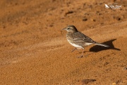 NZ Pipit: It's hot out here