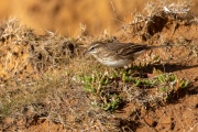 NZ Pipit: Searching for food