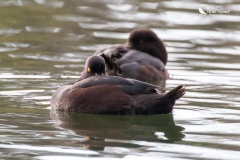 NZ Scaup tucked up cosy and warm