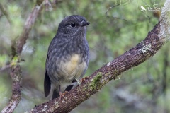 North island robin sat on a branch 2