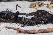 Saddleback throwing bits of seaweed