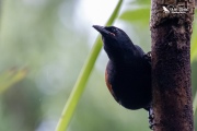 Saddleback about to leap from a tree