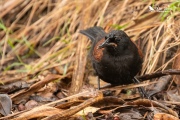 Saddleback in the rain