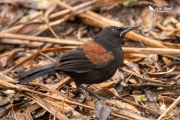 Saddleback profile in the rain