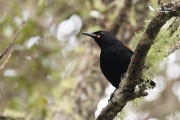 Saddleback perched on a branch