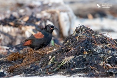 Saddleback looking for insects on the beach