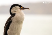 Pied shag profile