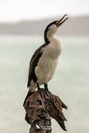 Pied shag stretching its jaw