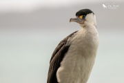 Pied shag looking out