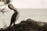 Pied shag trying to preen its neck