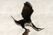 Pied shag stretching out fully