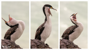 Triptych of pied shag stretching