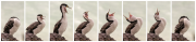 Sequence of pied shag stretching