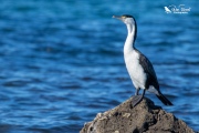 Pied shag sat out on a rock