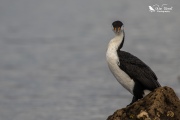 Pied shag looking at the camera