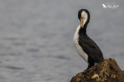 Pied shag preening