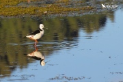 Pied stilt standing still