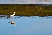 Pied stilt reflected