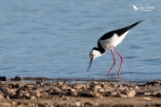 Pied stilt eating a cockle