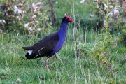 Pukeko in the long grass