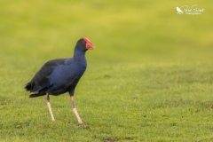 Pukeko in the rain