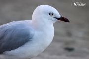 Closeup of a red billed gull