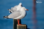 Red billed gull standing on a post