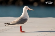 Red billed gull trying to eat a fish that is too big