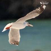 Red billed gull carrying off a big fish