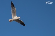 Red billed gull flying overhead