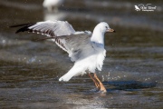 Red billed gull washing in the sea