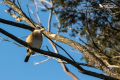 Kingfisher perched on a branch