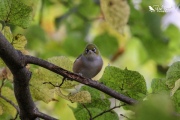 Silvereye looking at the camera