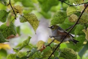 Silvereye up in a tree