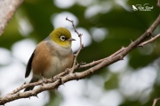 Silvereye sat on a branch