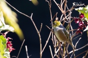 Silvereye sounding the alarm