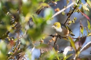 Silvereye sat on a branch 2