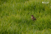 Skylark in the grass 1