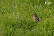 Skylark in the grass 2