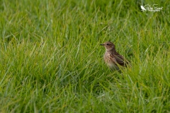 Skylark in the grass 2