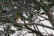 Song thrush singing