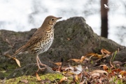 Song thrush looking over the area