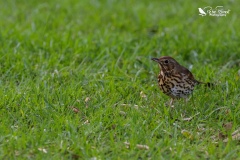 Song thrush sat in the grass