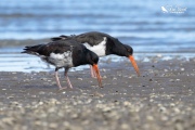 Pied oystercatchers looking for worms