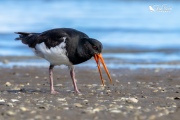 Pied Oystercatcher eating a worm