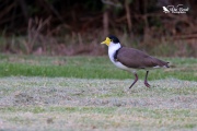 Spur winged plover walking