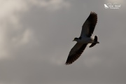 Spur winged plover flying overhead