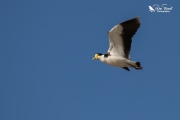 Spur winged plover calling in flight